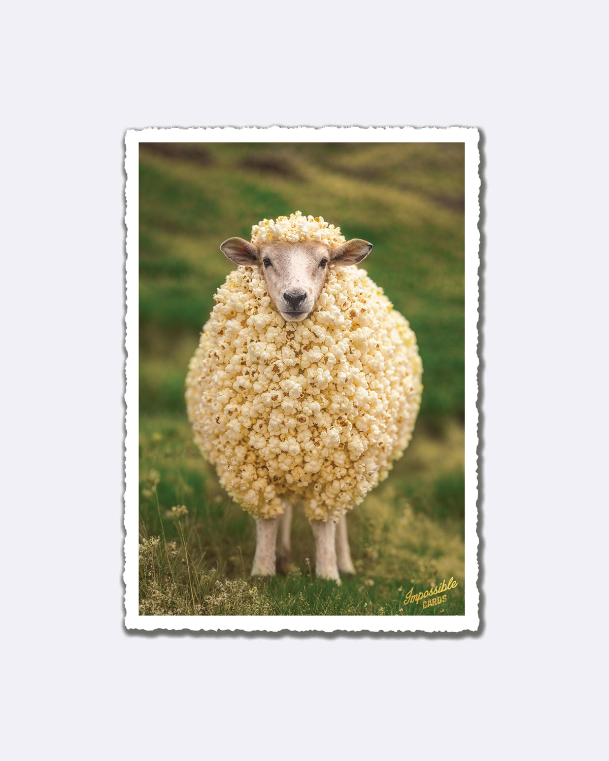 Postkarte mit Schaf, das von Popcorn umgeben ist, und Schriftzug "Impossible Cards"