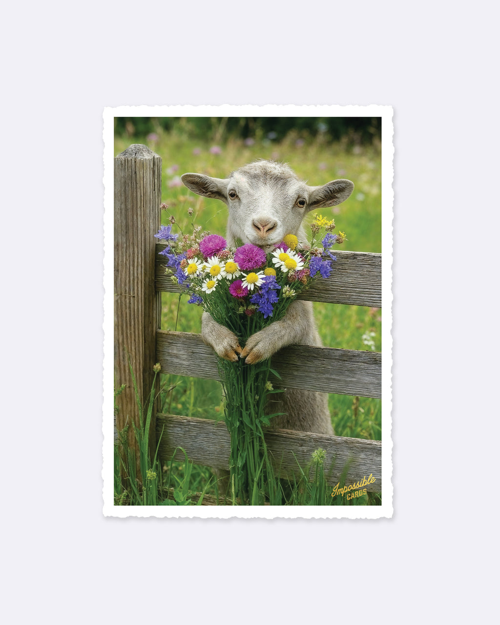 Impossible Card Postkarte - Blumenlamm